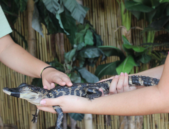 Sarasota Jungle - Florida Gulf Coast Vacation Rentals Baby Gator