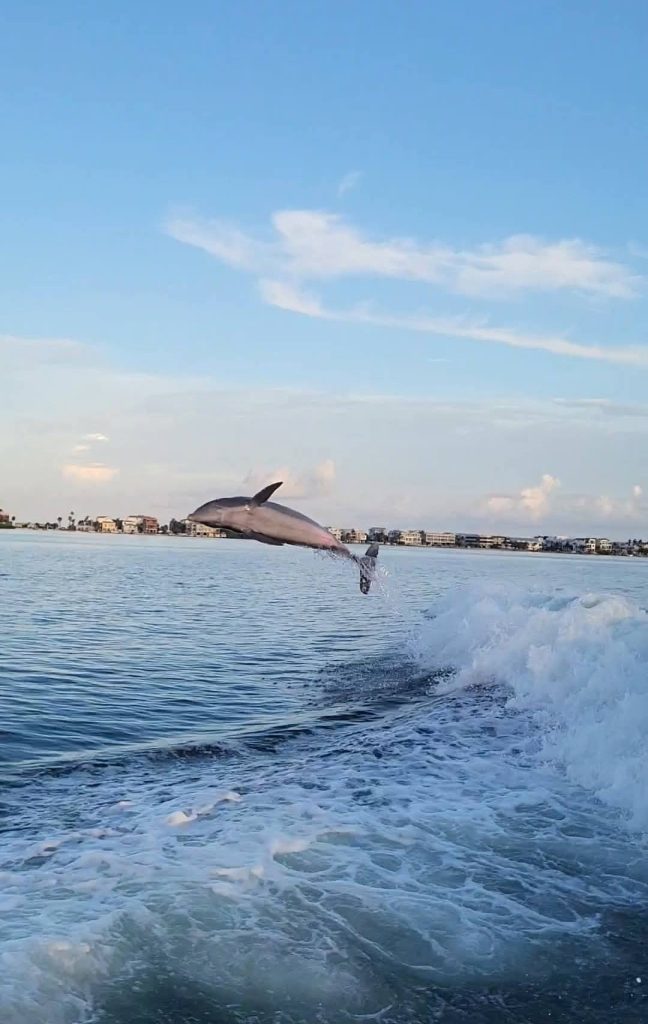 dolphin - Florida Gulf Coast Vacation Rentals Dolphin Jump